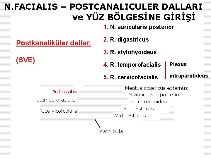 N. FACIALIS – POSTCANALICULER DALLARI ve YÜZ BÖLGESİNE GİRİŞİ 1. N. auricularis posterior Postkanaliküler