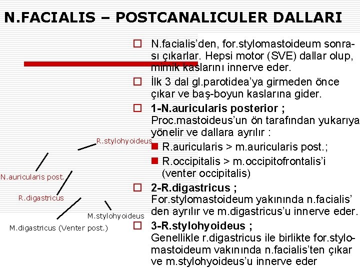 N. FACIALIS – POSTCANALICULER DALLARI o N. facialis’den, for. stylomastoideum sonrası çıkarlar. Hepsi motor