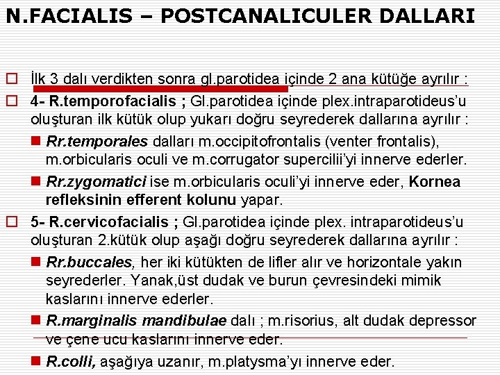 N. FACIALIS – POSTCANALICULER DALLARI o İlk 3 dalı verdikten sonra gl. parotidea içinde