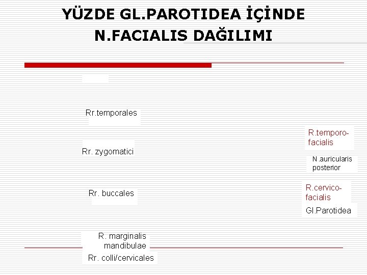 YÜZDE GL. PAROTIDEA İÇİNDE N. FACIALIS DAĞILIMI Rr. temporales Rr. zygomatici Rr. buccales R.