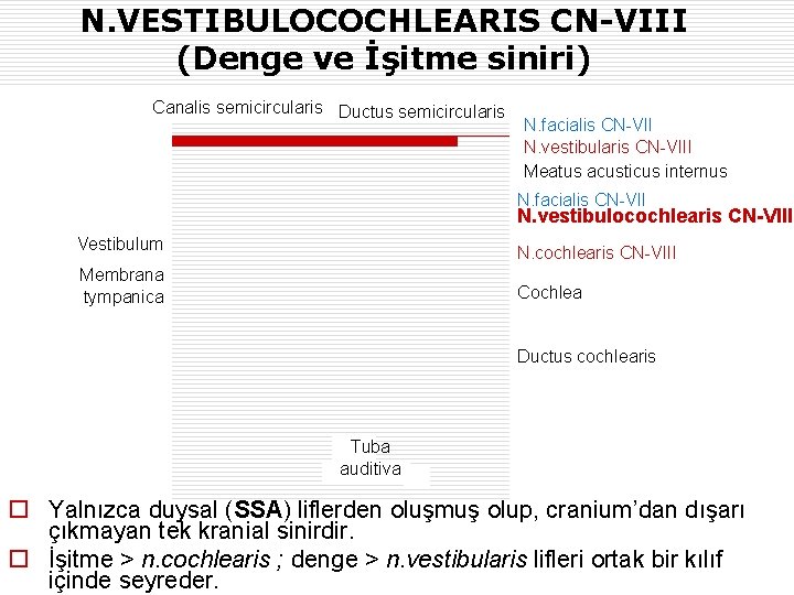N. VESTIBULOCOCHLEARIS CN-VIII (Denge ve İşitme siniri) Canalis semicircularis Ductus semicircularis N. facialis CN-VII