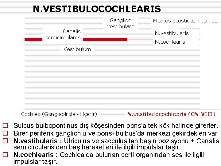 N. VESTIBULOCOCHLEARIS Canalis semicirculares Ganglion vestibulare Meatus acusticus internus N. vestibularis N. cochlearis Vestibulum