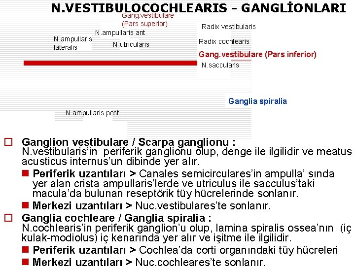 N. VESTIBULOCOCHLEARIS - GANGLİONLARI Gang. vestibulare N. ampullaris lateralis (Pars superior) N. ampullaris ant