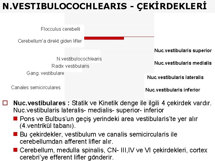 N. VESTIBULOCOCHLEARIS - ÇEKİRDEKLERİ Flocculus cerebelli Cerebellum’a direkt giden lifler Nuc. vestibularis superior N.