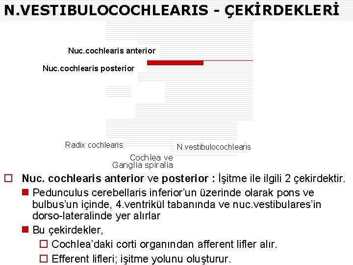 N. VESTIBULOCOCHLEARIS - ÇEKİRDEKLERİ Nuc. cochlearis anterior Nuc. cochlearis posterior Radix cochlearis N. vestibulocochlearis