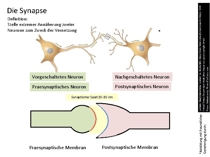 Die Synapse Definition: Stelle extremer Annäherung zweier Neurone zum Zweck der Vernetzung * Vorgeschaltetes