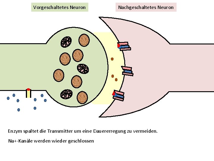 Vorgeschaltetes Neuron Nachgeschaltetes Neuron Enzym spaltet die Transmitter um eine Dauererregung zu vermeiden. Na+-Kanäle