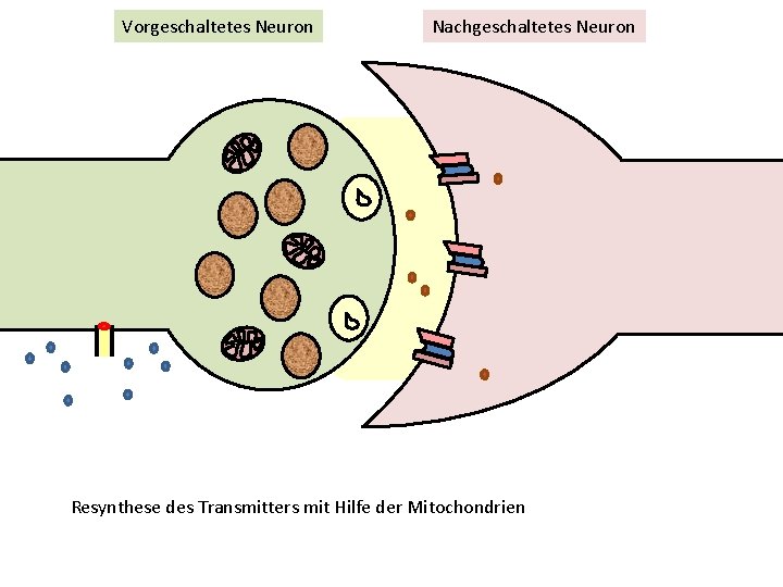 Vorgeschaltetes Neuron Nachgeschaltetes Neuron Resynthese des Transmitters mit Hilfe der Mitochondrien 