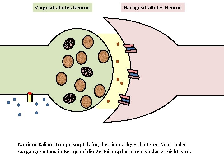 Vorgeschaltetes Neuron Nachgeschaltetes Neuron Natrium-Kalium-Pumpe sorgt dafür, dass im nachgeschalteten Neuron der Ausgangszustand in