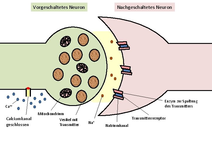 Vorgeschaltetes Neuron Nachgeschaltetes Neuron Enzym zur Spaltung des Transmitters Ca++ Calciumkanal geschlossen Mitochondrium Vesikel