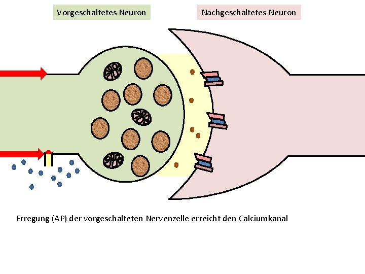 Vorgeschaltetes Neuron Nachgeschaltetes Neuron Erregung (AP) der vorgeschalteten Nervenzelle erreicht den Calciumkanal 