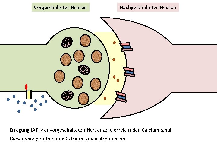 Vorgeschaltetes Neuron Nachgeschaltetes Neuron Erregung (AP) der vorgeschalteten Nervenzelle erreicht den Calciumkanal Dieser wird