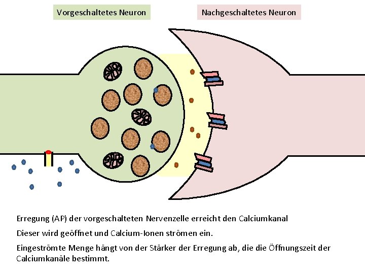 Vorgeschaltetes Neuron Nachgeschaltetes Neuron Erregung (AP) der vorgeschalteten Nervenzelle erreicht den Calciumkanal Dieser wird