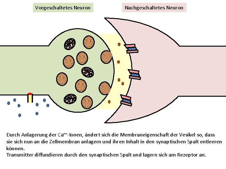 Vorgeschaltetes Neuron Nachgeschaltetes Neuron Durch Anlagerung der Ca++-Ionen, ändert sich die Membraneigenschaft der Vesikel