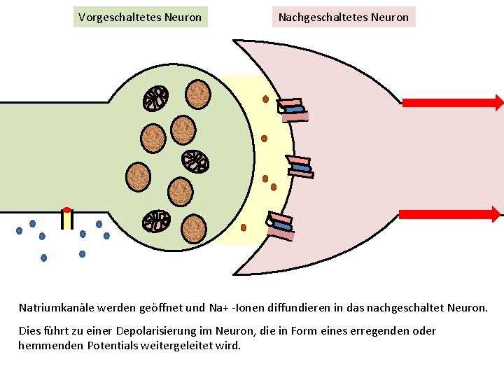 Vorgeschaltetes Neuron Nachgeschaltetes Neuron Natriumkanäle werden geöffnet und Na+ -Ionen diffundieren in das nachgeschaltet