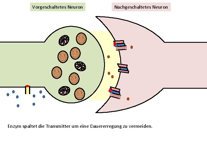 Vorgeschaltetes Neuron Nachgeschaltetes Neuron Enzym spaltet die Transmitter um eine Dauererregung zu vermeiden. 