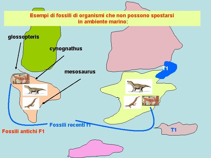 Esempi di fossili di organismi che non possono spostarsi in ambiente marino: glossopteris cynognathus