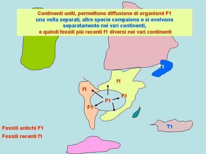 Continenti uniti, permettono diffusione di organismi F 1 una volta separati, altre specie compaiono