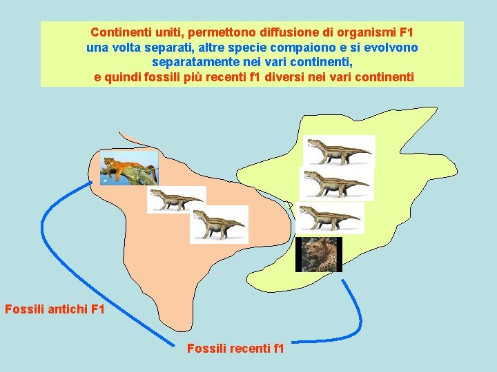 Continenti uniti, permettono diffusione di organismi F 1 una volta separati, altre specie compaiono