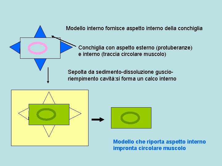 Modello interno fornisce aspetto interno della conchiglia Conchiglia con aspetto esterno (protuberanze) e interno