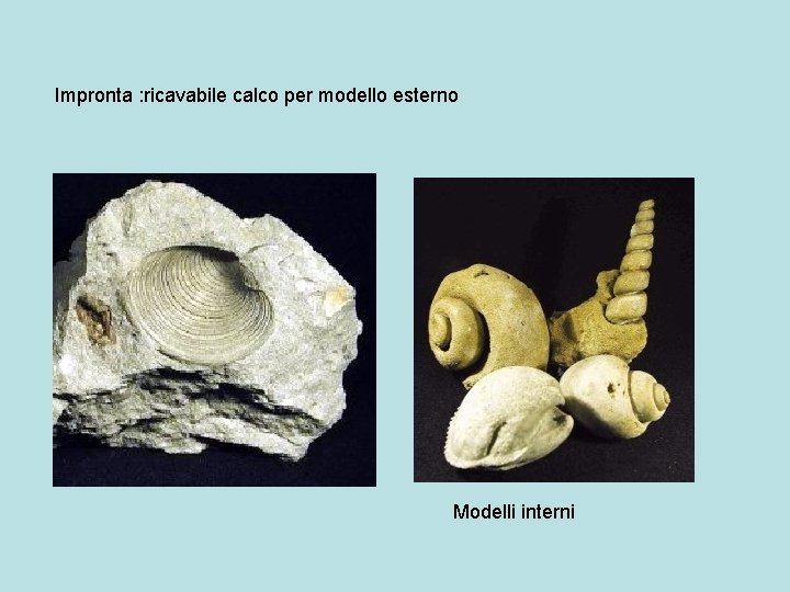 Impronta : ricavabile calco per modello esterno Modelli interni 