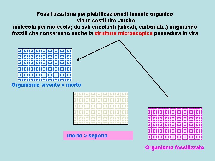 Fossilizzazione per pietrificazione: il tessuto organico viene sostituito , anche molecola per molecola; da