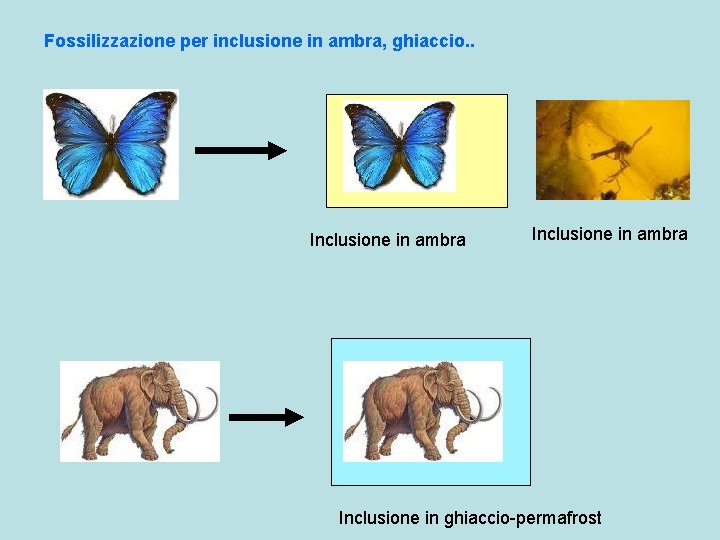 Fossilizzazione per inclusione in ambra, ghiaccio. . Inclusione in ambra Inclusione in ghiaccio-permafrost 