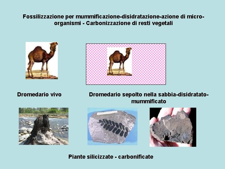 Fossilizzazione per mummificazione-disidratazione-azione di microorganismi - Carbonizzazione di resti vegetali Dromedario vivo Dromedario sepolto