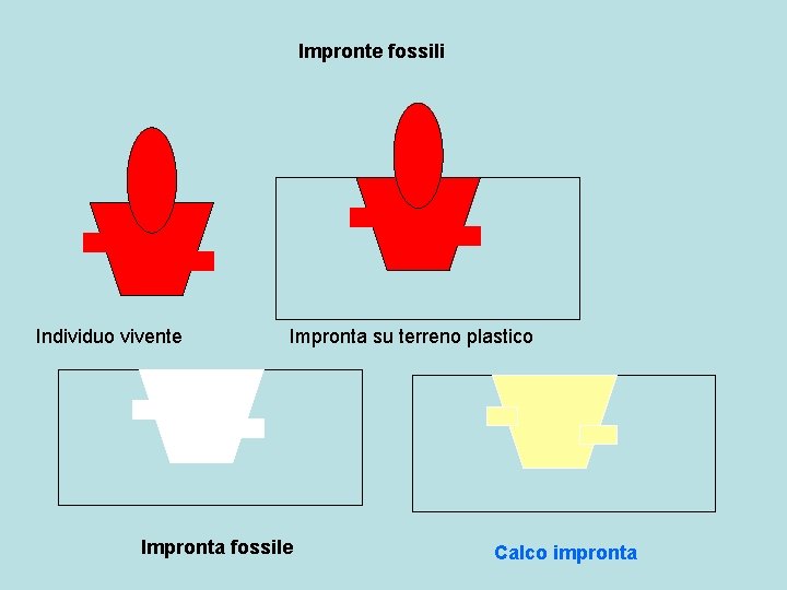 Impronte fossili Individuo vivente Impronta su terreno plastico Impronta fossile Calco impronta 