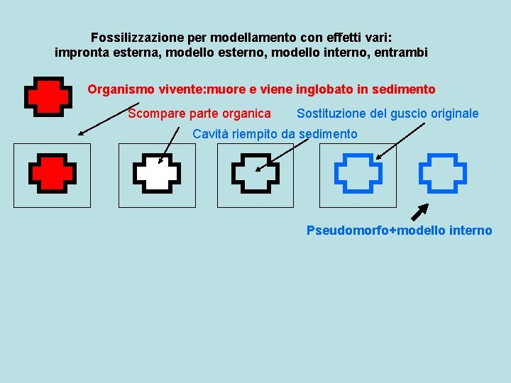 Fossilizzazione per modellamento con effetti vari: impronta esterna, modello esterno, modello interno, entrambi Organismo