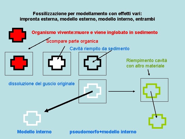 Fossilizzazione per modellamento con effetti vari: impronta esterna, modello esterno, modello interno, entrambi Organismo