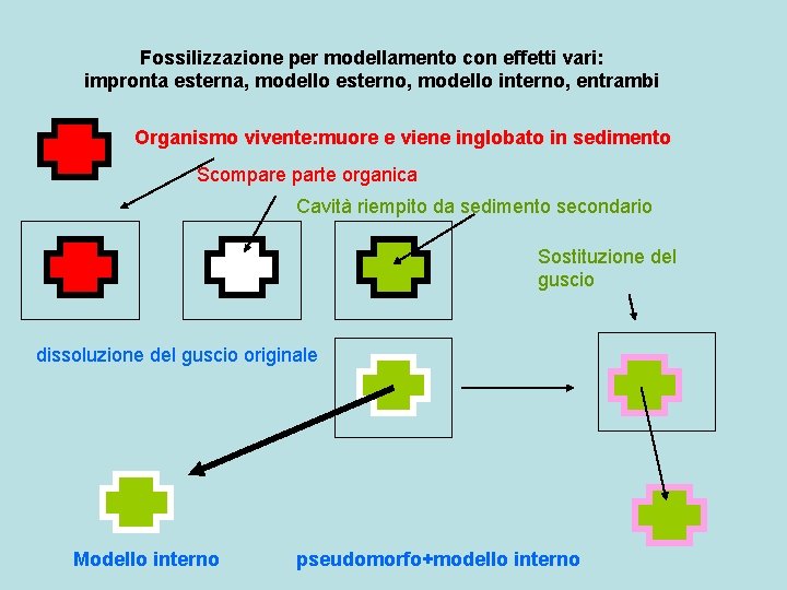Fossilizzazione per modellamento con effetti vari: impronta esterna, modello esterno, modello interno, entrambi Organismo