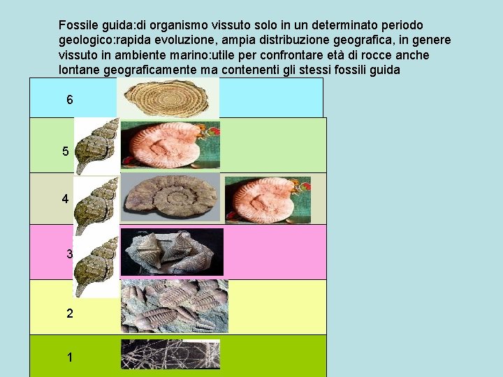Fossile guida: di organismo vissuto solo in un determinato periodo geologico: rapida evoluzione, ampia