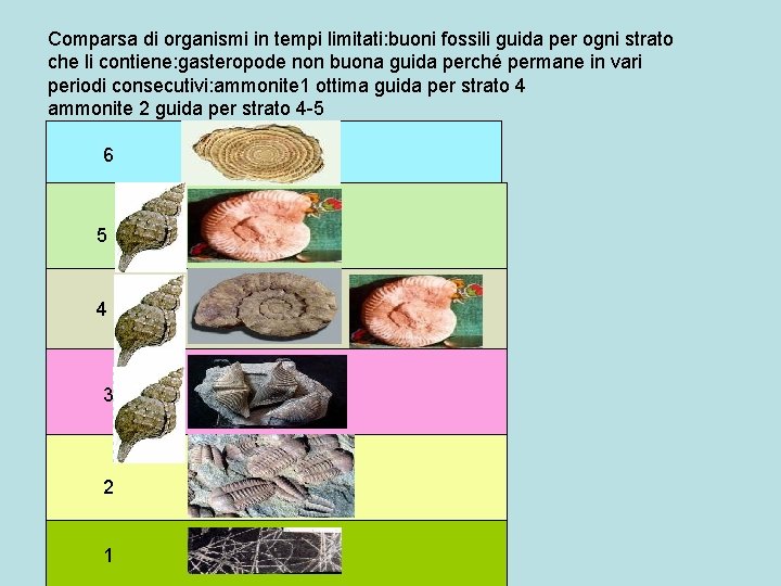 Comparsa di organismi in tempi limitati: buoni fossili guida per ogni strato che li