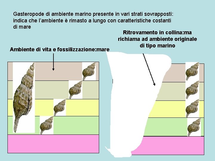 Gasteropode di ambiente marino presente in vari strati sovrapposti: indica che l’ambiente è rimasto