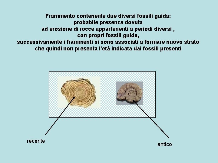 Frammento contenente due diversi fossili guida: probabile presenza dovuta ad erosione di rocce appartenenti