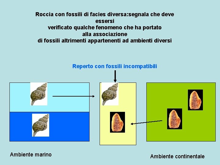 Roccia con fossili di facies diversa: segnala che deve essersi verificato qualche fenomeno che