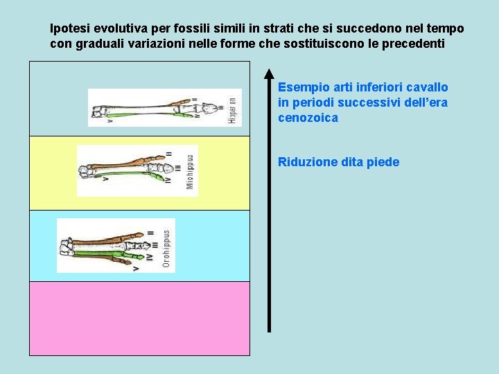 Ipotesi evolutiva per fossili simili in strati che si succedono nel tempo con graduali