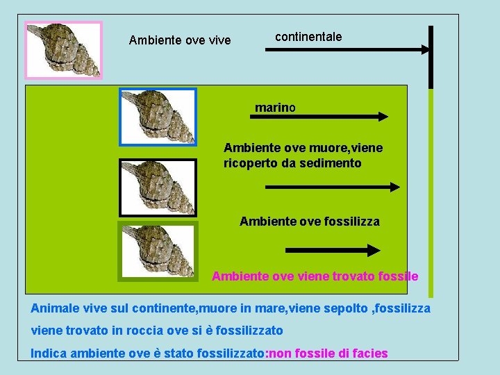 Ambiente ove vive continentale marino Ambiente ove muore, viene ricoperto da sedimento Ambiente ove