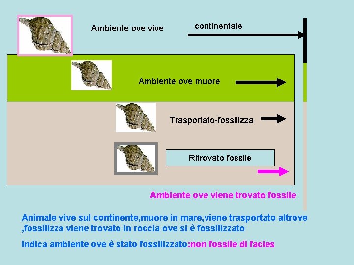 Ambiente ove vive continentale Ambiente ove muore Trasportato-fossilizza Ritrovato fossile Ambiente ove viene trovato