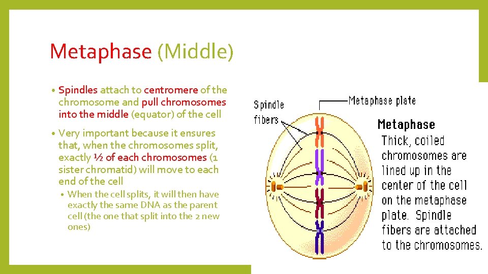 Metaphase (Middle) • Spindles attach to centromere of the chromosome and pull chromosomes into