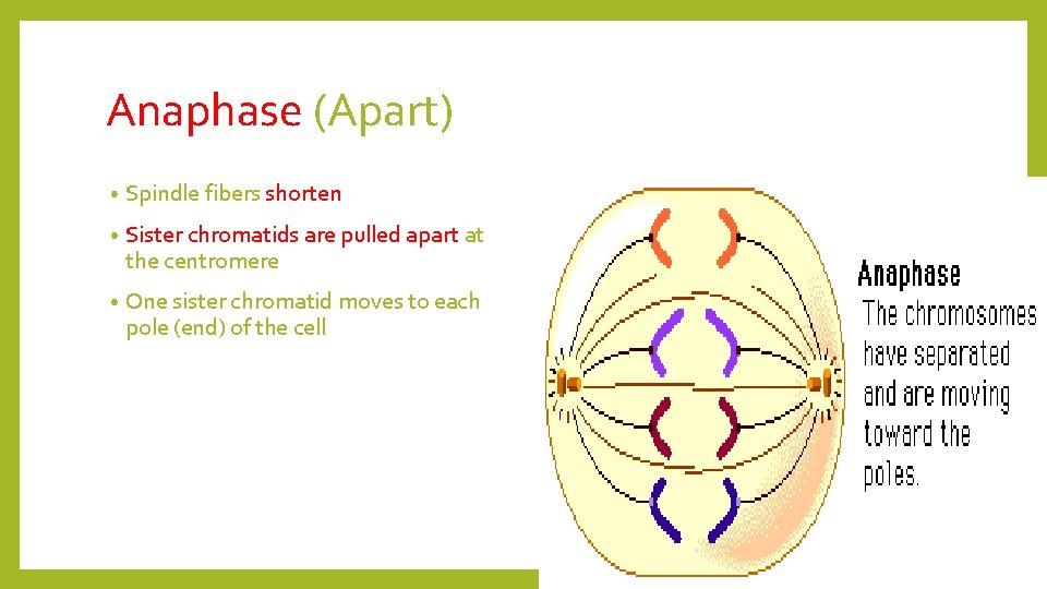 Anaphase (Apart) • Spindle fibers shorten • Sister chromatids are pulled apart at the