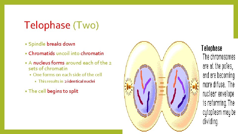 Telophase (Two) • Spindle breaks down • Chromatids uncoil into chromatin • A nucleus