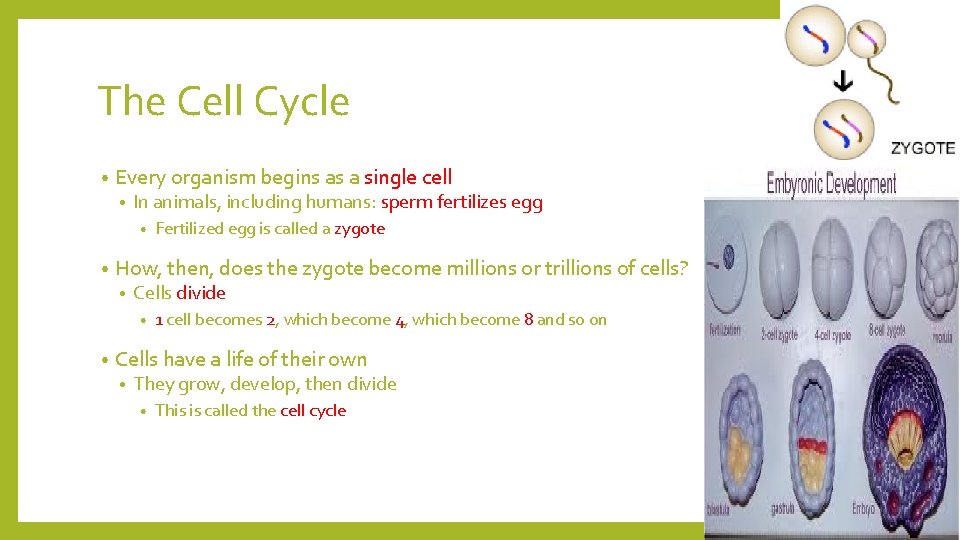 The Cell Cycle • Every organism begins as a single cell • In animals,