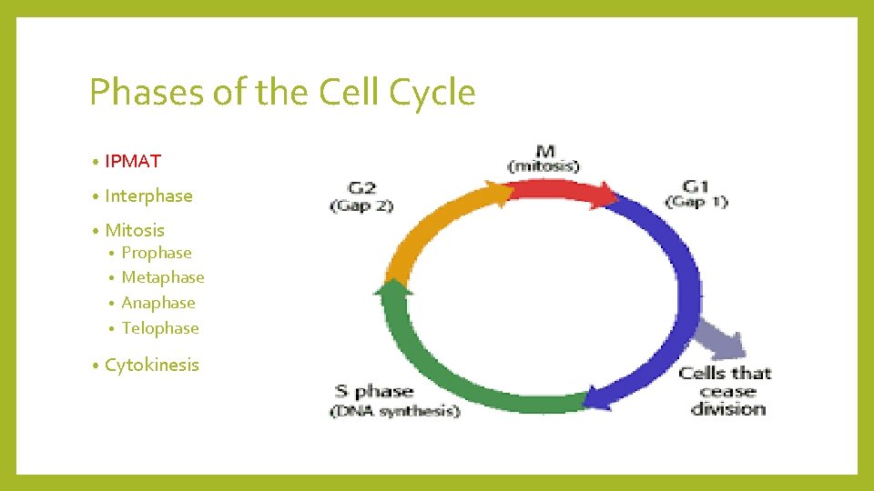 Phases of the Cell Cycle • IPMAT • Interphase • Mitosis Prophase • Metaphase