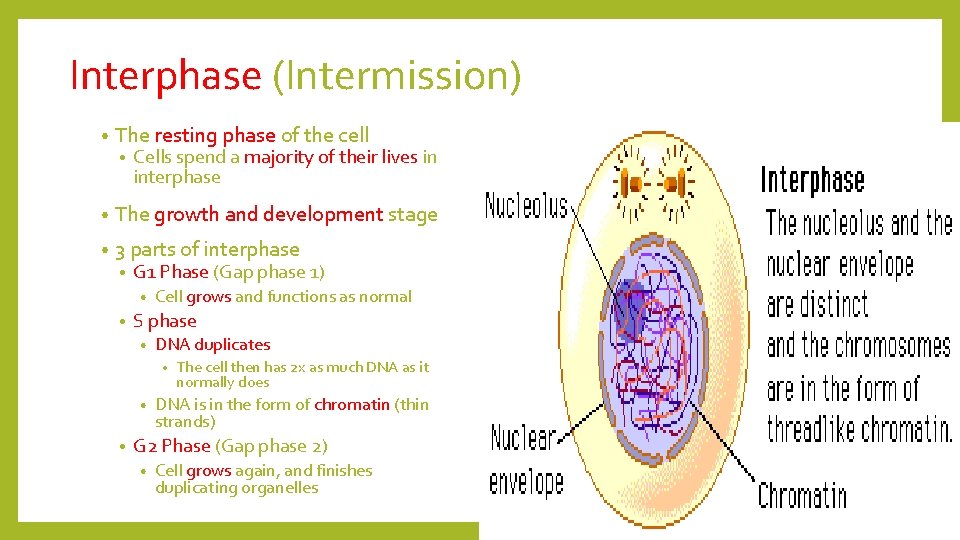 Interphase (Intermission) • The resting phase of the cell • Cells spend a majority