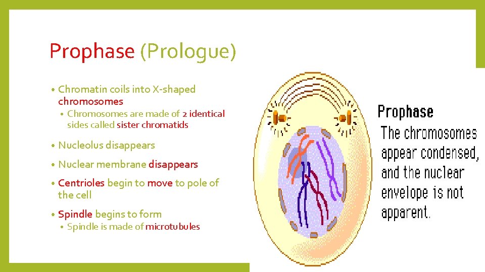 Prophase (Prologue) • Chromatin coils into X-shaped chromosomes • Chromosomes are made of 2