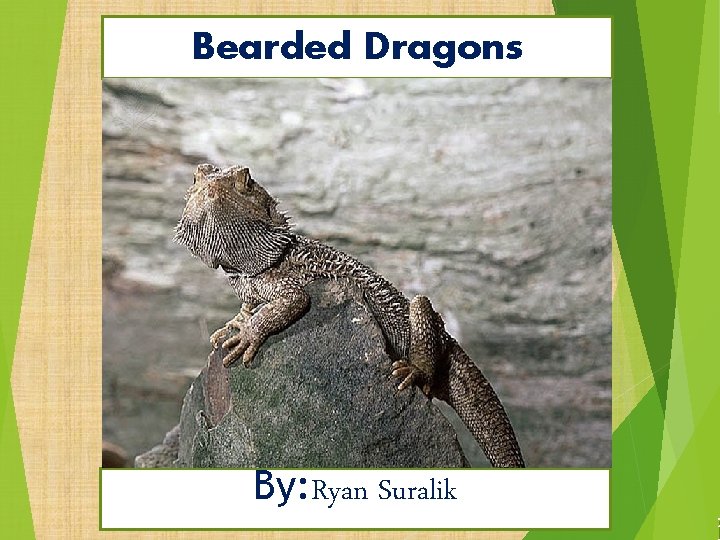 Bearded Dragons By: Ryan Suralik z 
