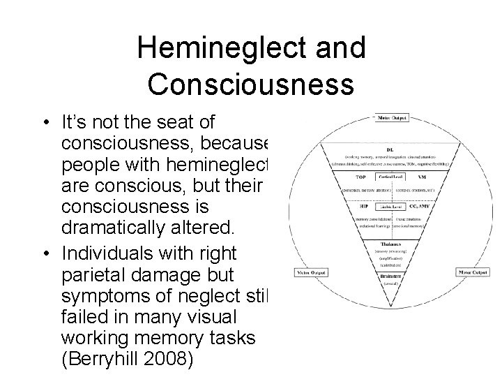 Hemineglect and Consciousness • It’s not the seat of consciousness, because people with hemineglect Hemineglect and Consciousness • It’s not the seat of consciousness, because people with hemineglect