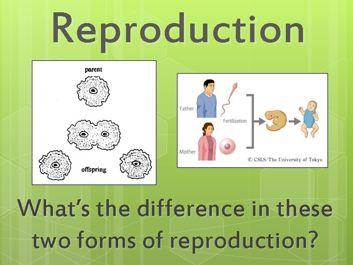 Reproduction What’s the difference in these two forms of reproduction? 